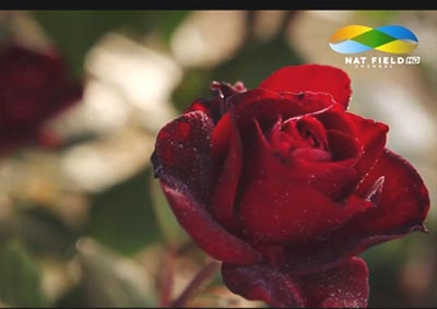 La Rosa Carnivora: svelata loperazione viral per Pico Maccario