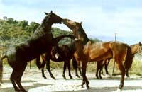 Cavallo sanfratellano a rischio estinzione.