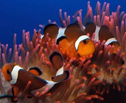 Clown Fishes- Pesci pagliaccio